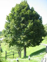 Tilia platyphyllos