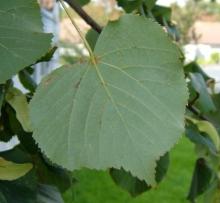 Tilia europea 'Pallida'