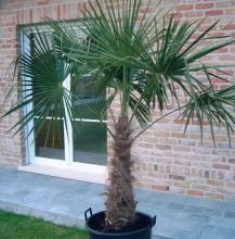 Chamaerops excelsa = Trachycarpus fortunei