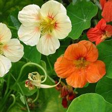 OOSTINDISCHE KERS Tropaeolum majus