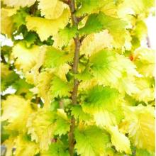 Ulmus hollandica 'Wredei' Ulmus hollandica 'Wredei'