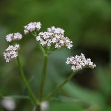 VALERIAAN Valeriana officinalis VALERIAAN Valeriana officinalis