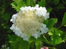 Viburnum opulus Viburnum opulus
