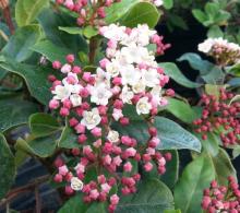 Viburnum tinus 'Eve Price'