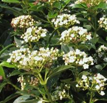 Viburnum tinus