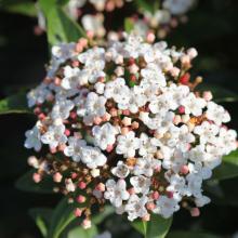 Viburnum tinus 'Spirit'