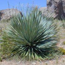 Yucca rostrata